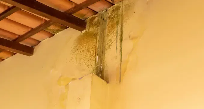 eliminarunagoterapuntualenuntejadoenastorga leon 1920w